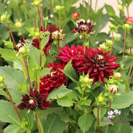 Tamburo Dahlia Tuber