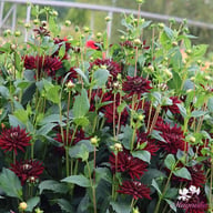 Tamburo Dahlia Tuber