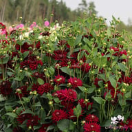 Tamburo Dahlia Tuber