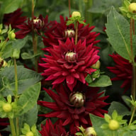 Tamburo Dahlia Tuber