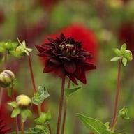 Tamburo Dahlia Tuber