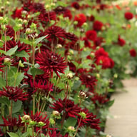 Tamburo Dahlia Tuber