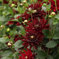 Tamburo Dahlia Tuber