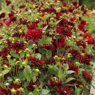 Tamburo Dahlia Tuber