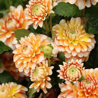 Tangerine Dream Dahlia Tuber