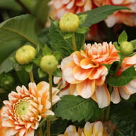 Tangerine Dream Dahlia Tuber