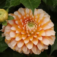 Tangerine Dream Dahlia Tuber
