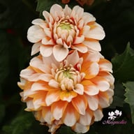 Tangerine Dream Dahlia Tuber