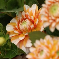 Tangerine Dream Dahlia Tuber