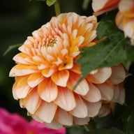 Tangerine Dream Dahlia Tuber