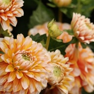 Tangerine Dream Dahlia Tuber