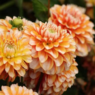 Tangerine Dream Dahlia Tuber