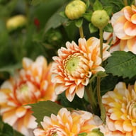 Tangerine Dream Dahlia Tuber