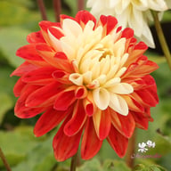 Tangerine Sorbet Dahlia Knöl