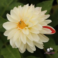 Tangerine Sorbet Dahlia Knöl