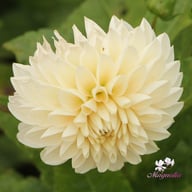 Tangerine Sorbet Dahlia Knöl