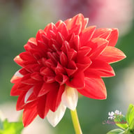 Tangerine Sorbet Dahlia Knöl