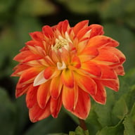 Tangerine Sorbet Dahlia Tuber