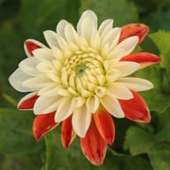 Tangerine Sorbet Dahlia Tuber
