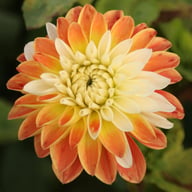 Tangerine Sorbet Dahlia Tuber