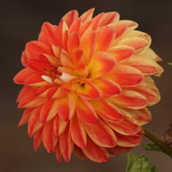 Tangerine Sorbet Dahlia Tuber