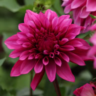 Tanita Dahlia Knöl