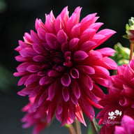 Tanita Dahlia Tuber