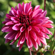 Tanita Dahlia Tuber