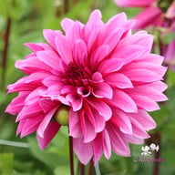Tanita Dahlia Tuber