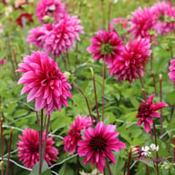Tanita Dahlia Tuber