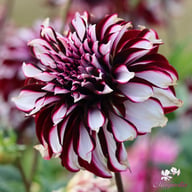 Tartan Dahlia Knöl