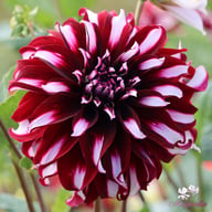 Tartan Dahlia Knöl