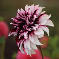 Tartan Dahlia Knöl