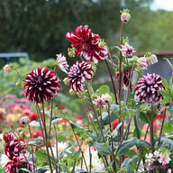 Tartan Dahlia Knöl