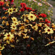 Taxi Driver Dahlia Tuber
