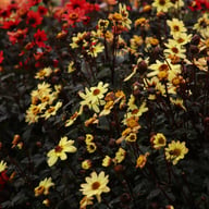 Taxi Driver Dahlia Tuber