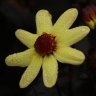 Taxi Driver Dahlia Tuber