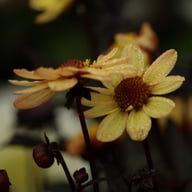 Taxi Driver Dahlia Tuber