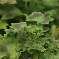 Ted Tedston Pelargonium Cutting
