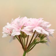 Ted Tedston Pelargonium Cutting