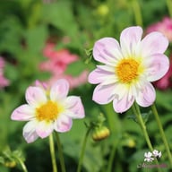 Teesbrooke Audrey Dahlia Tuber