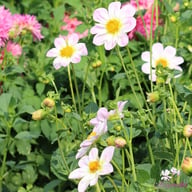 Teesbrooke Audrey Dahlia Tuber