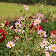 Teesbrooke Audrey Dahlia Tuber
