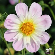 Teesbrooke Audrey Dahlia Tuber