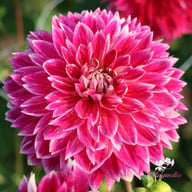 Temple of Beauty Dahlia Knöl