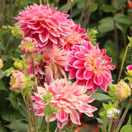 Temple of Beauty Dahlia Knöl