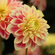 Temple of Beauty Dahlia Tuber