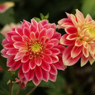 Temple of Beauty Dahlia Tuber