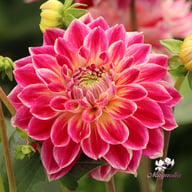 Temple of Beauty Dahlia Knöl