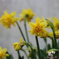 Tête Bouclé Narcissus Bulbs